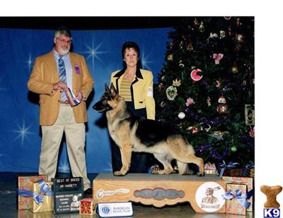 Stud Dogs - German Shepherd